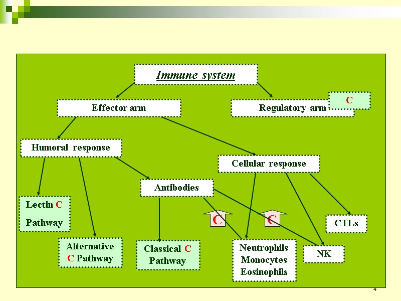 4 Immune system Effector arm Regulatory arm Humoral response Cellular response Antibodies Lectin C